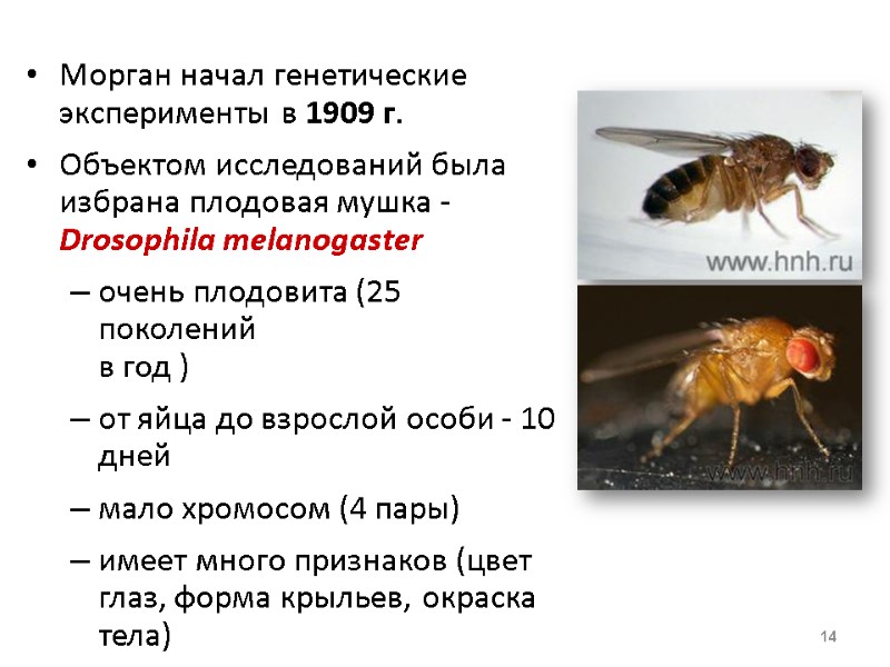Морган начал генетические эксперименты в 1909 г.  Объектом исследований была избрана плодовая мушка